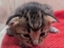 Savannah F-4SBT Female Kitten #3 DOB 11-24-25