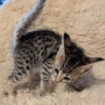F-4SBT-Female-savannah-kitten-a
