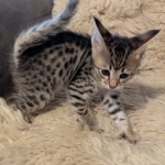 F-4SBT-Female-savannah-kitten-b