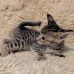 F-4SBT-Female-savannah-kitten-c