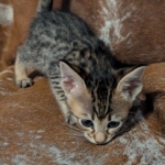F-4SBT-Female-savannah-kitten-d