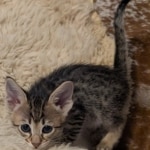 F-4SBT-Female-savannah-kitten-f