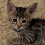 F-4SBT-Female-savannah-kitten-g