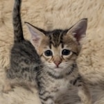 F-4SBT-Female-savannah-kitten-h