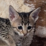 F-4SBT-Female-savannah-kitten-i