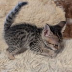 F-4SBT-Female-savannah-kitten