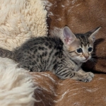 F-4SBT-Female-savnnah-kitten-a