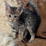F-4SBT-Female-savnnah-kitten