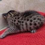 Savannah-Female-Kitten-F-4SBT-