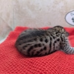 Savannah-Female-Kitten-F-4SBT-a