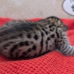 Savannah-Female-Kitten-F-4SBT-b