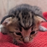 Savannah-Female-Kitten-F-4SBT-c