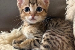 Silvia Savannah F-4SBT Female Kitten #3 DOB 5-10-25