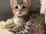 Silvia Savannah F-4SBT Female Kitten #3 DOB 5-10-25