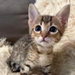 Savannah-F-4SBT-Female-Kitten-a