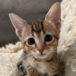 Savannah-F-4SBT-Female-Kitten-b