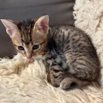 Savannah-F-4SBT-Female-Kitten-c