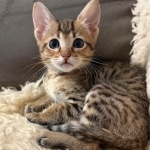 Savannah-F-4SBT-Female-Kitten-d