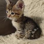 Savannah-F-4SBT-female-kitten-1-Copy