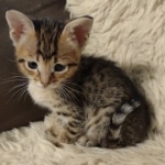 Savannah-F-4SBT-female-kitten