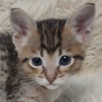 Savannah-F-4SBT-female-kitten1