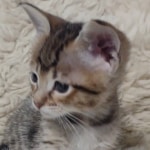 Savannah-F-4SBT-female-kitten2