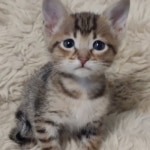 Savannah-F-4SBT-female-kitten3