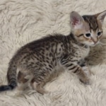 Savannah-F-4SBT-female-kitten4