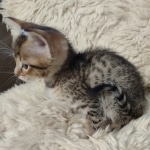 Savannah-Kitten-F-4-Female