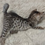 Savannah-Kitten-F-4SBT-1