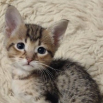 Savannah-Kitten-F-4SBT-2