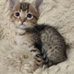 Savannah-Kitten-F-4SBT-3