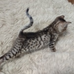 Savannah-Kitten-F-4SBT