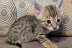 Savannah F-4SBT Female Kitten DOB 10-27-25