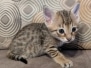 Savannah F-4SBT Female Kitten DOB 10-27-25