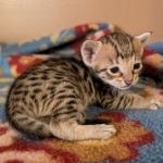 F-4SBT-Female-Kitten-