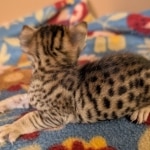 F-4SBT-Female-Kitten-a