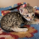 F-4SBT-Female-Kitten-b