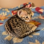 F-4SBT-Female-Kitten-c