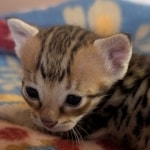 F-4SBT-Female-Kitten-d