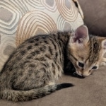 F-4SBT-Female-Kitten-r