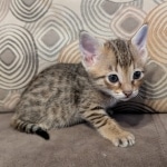 F-4SBT-Female-Kitten-s