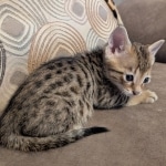 F-4SBT-Female-Kitten-t