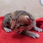 F-4SBT-Savannah-Kitten-a-Copy