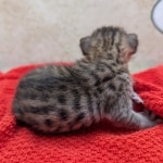 F-4SBT-Savannah-Kitten-b-Copy