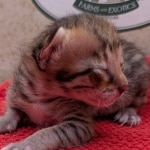 F-4SBT-Savannah-Kitten-c-Copy