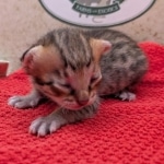 F-4SBT-Savannah-Kitten-d