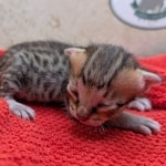 F-4SBT-Savannah-Kitten