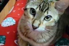 Cleo Savannah F-4SBT Female Lighter DOB 7-8-21