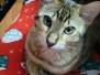 Cleo Savannah F-4SBT Female Lighter DOB 7-8-21